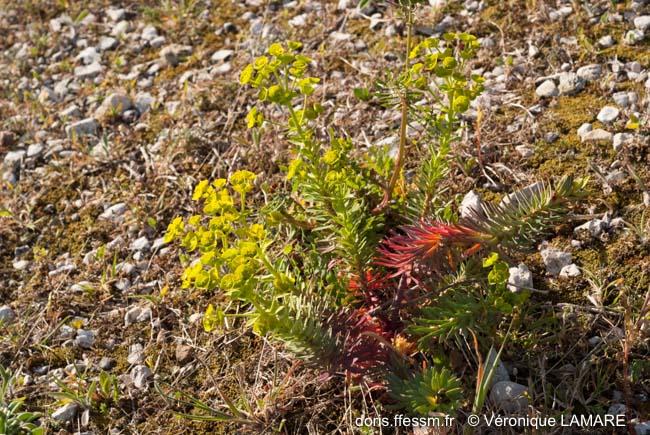 euphorbia_segetalis_var._pinea