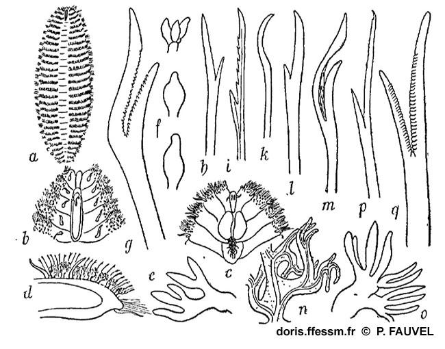 Euphrosine_foliosa_pf_01