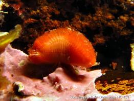 Euphrosyne_foliosa_dh_01