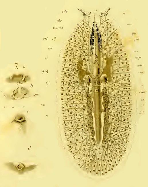 eurylepta-Lang1884-anatomie