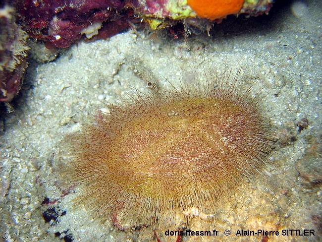 Eurypatagus ovalis-apsi2004