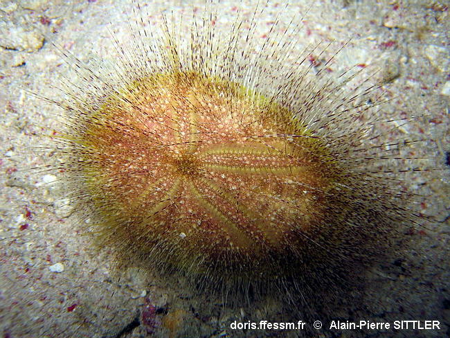 Eurypatagus ovalis-apsi2008b