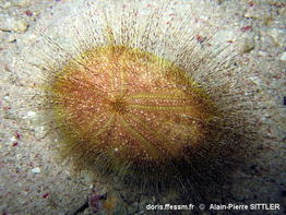 Eurypatagus ovalis-apsi2008b