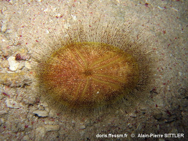 Eurypatagus_ovalis-apsi2008a