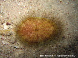 Eurypatagus_ovalis-apsi2008a