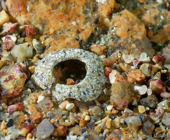 euspira_nitida-vela-img_21