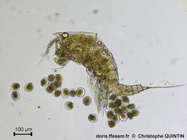 Euterpina_acutifrons_qc_004