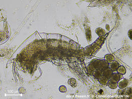 Euterpina_acutifrons_qc_005