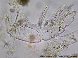 Euterpina_acutifrons_qc_006