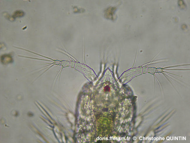Euterpina_acutifrons_qc_007