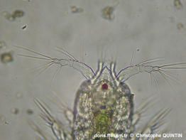 Euterpina_acutifrons_qc_007