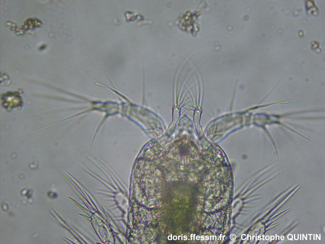 Euterpina_acutifrons_qc_008