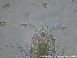Euterpina_acutifrons_qc_008