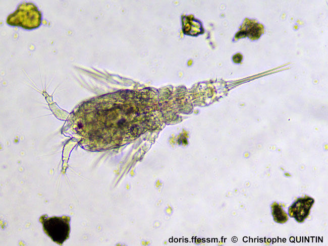 Euterpina_acutifrons_qc_009