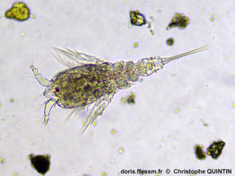 Euterpina_acutifrons_qc_009