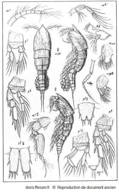 Euterpina_acutifrons_Sars_GO_01