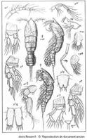 Euterpina_acutifrons_Sars_GO_01