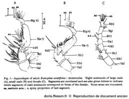Euterpina_acutifrons_smh_01