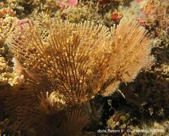 canda_sp.-fa070