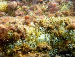 Exaiptasia_diaphana-fa5r
