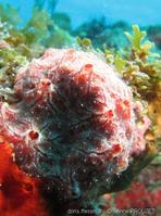 heterocoryne_caribbensis_ap1