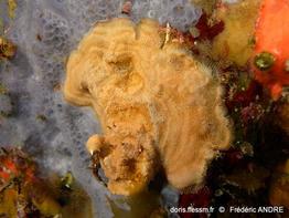 parasmittina_rouvillei-fa33b