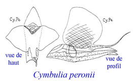 cymbulia_peronii-doc_anciens