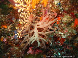 chrysymenia_ventricosa-slb8