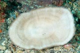 lobactis_scutaria-vl2