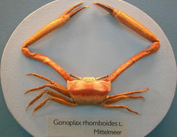 goneplax_rhomboides-fa1