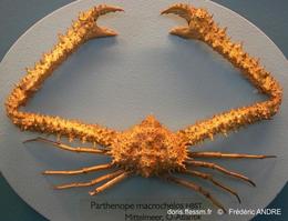 parthenope_macrochelos-fa1