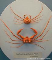inachus_dorsettensis-fa