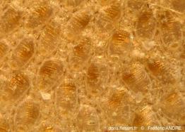 chorizopora_brongniartii-fa31