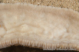polyphyllia_talpina-vl2