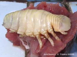 ceratothoa_italica-fa5059