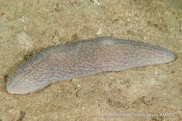 polyphyllia_talpina-vl1