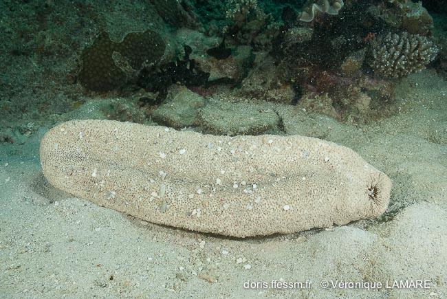 holothuria_fuscopunctata-vl3