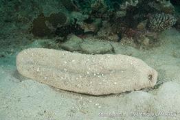 holothuria_fuscopunctata-vl3