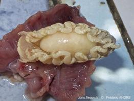 ceratothoa_italica-fa5061b