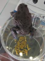 bombina_variegata-fan-02