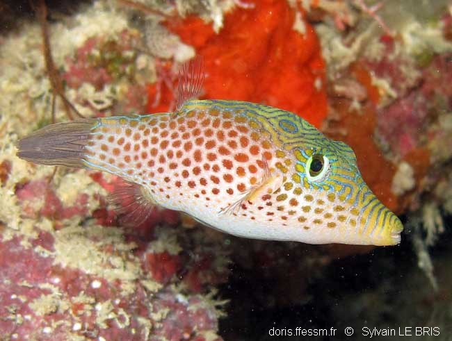 Canthigaster de Tyler