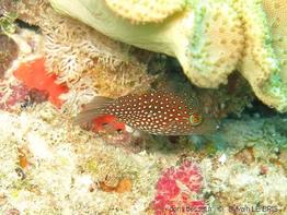 canthigaster_janthinoptera-slb2