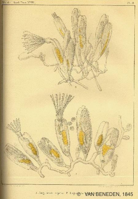 farrella_repens_van-beneden-1845-pl-2