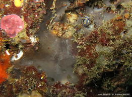 fasciospongia_cavernosa-fa005