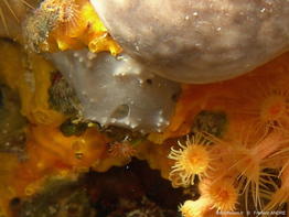 fasciospongia_cavernosa-fa10br