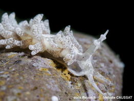 Favorinus_auritulus-meca0010