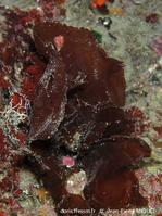 felicinia_marginata-jpm2