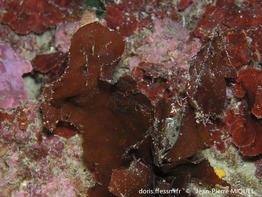 felicinia_marginata-jpm3