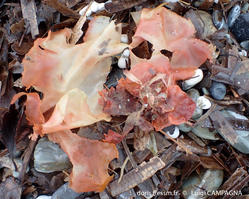 felicinia_marginata-lc1