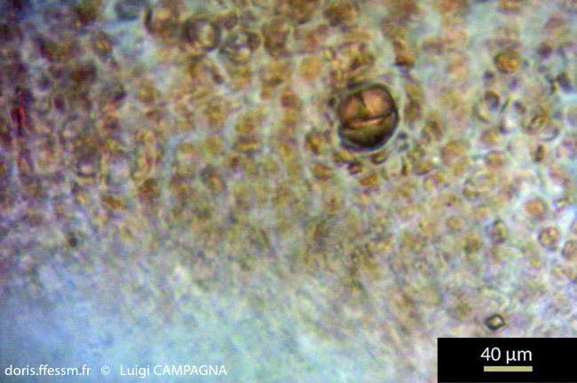 felicinia_marginata-lc11